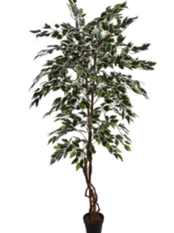 Fiscus tree